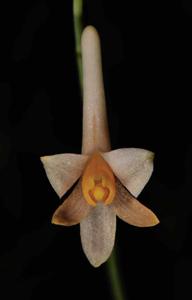 Anthogonium gracile