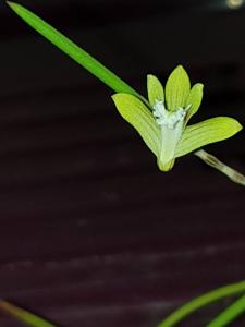 Dendrobium bowmanii