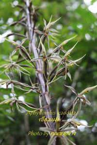 Aphyllorchis caudata