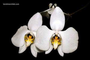 Phalaenopsis amabilis subsp. amabilis