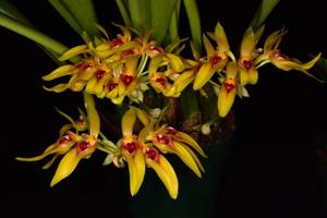 Bulbophyllum graveolens