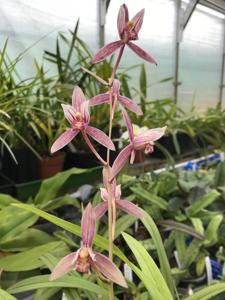 Cymbidium ensifolium