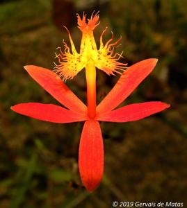 Epidendrum cinnabarinum