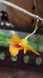 Dendrobium crocatum