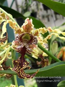 Dendrobium spectabile