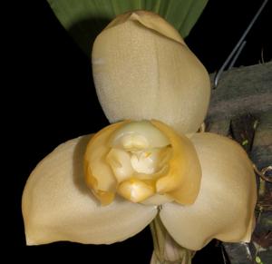 Stanhopea tricornis