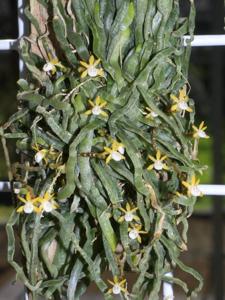 Taeniophyllum pusillum