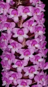 Arpophyllum giganteum