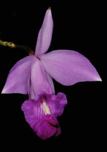 Arundina graminifolia