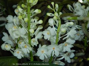 Vanda ampullacea