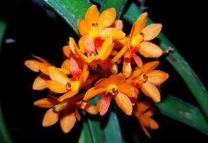 Vanda aurantiaca