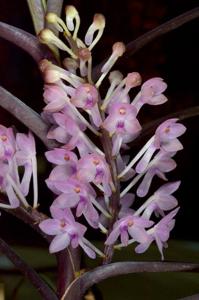 Vanda christensoniana