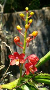 Vanda curvifolia