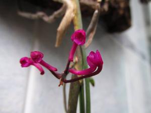 Holcoglossum himalaicum