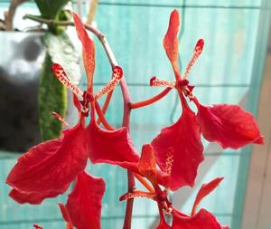 Renanthera imschootiana