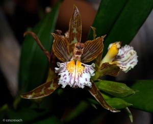 Aspasia variegata