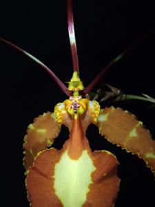 Psychopsis papilio