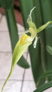 Bulbophyllum fascinator