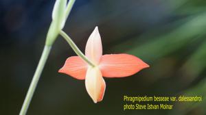 Phragmipedium dalessandroi