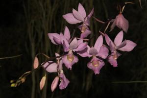 Barkeria melanocaulon