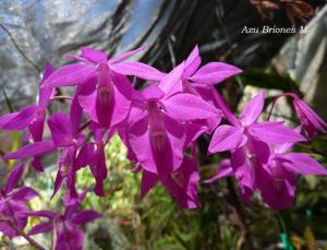 Barkeria scandens