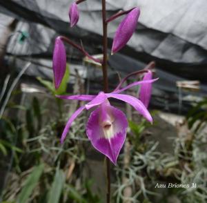 Barkeria scandens