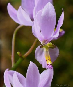 Barkeria whartoniana