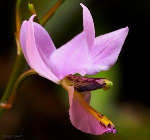 Barkeria whartoniana