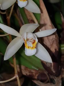 Coelogyne flaccida