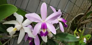 Cattleya violacea