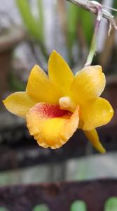 Dendrobium crocatum