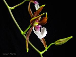 Oncidium cariniferum