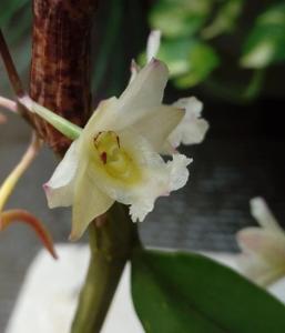 Dendrobium profusum