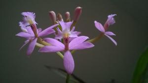 Epidendrum secundum