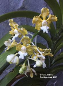 Vanda tricolor