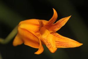 Bifrenaria aureofulva