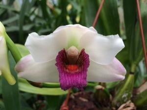 Bifrenaria harrisoniae