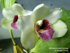 Bifrenaria harrisoniae