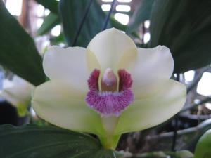 Bifrenaria harrisoniae