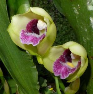 Bifrenaria harrisoniae