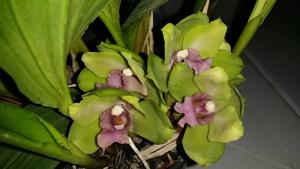 Bifrenaria inodora