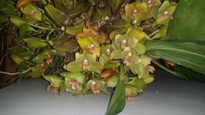 Bifrenaria inodora