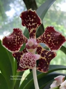 Vanda lombokensis