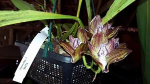 Bifrenaria wittigii