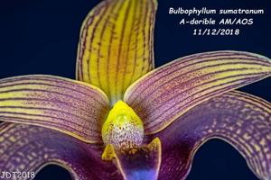 Bulbophyllum lobbii subsp. breviflorum