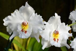 Oncidium alexandrae