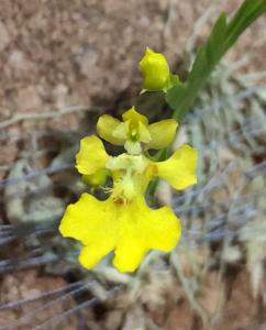 Erycina glossomystax