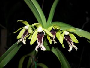 Vanda cristata