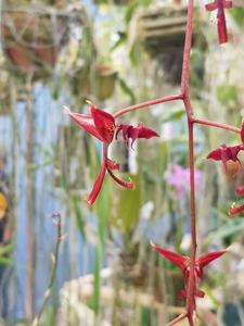 Gongora atropurpurea