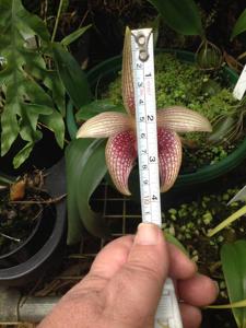 Bulbophyllum facetum